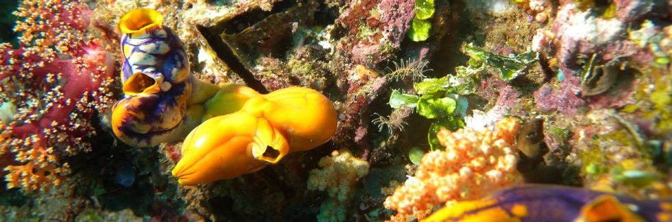 autrimpus.szczytno.pl