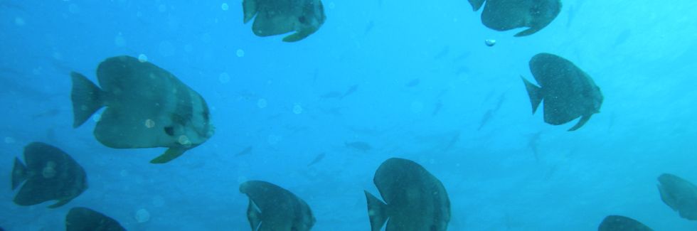 autrimpus.szczytno.pl