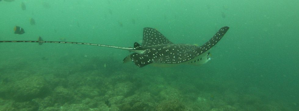 autrimpus.szczytno.pl