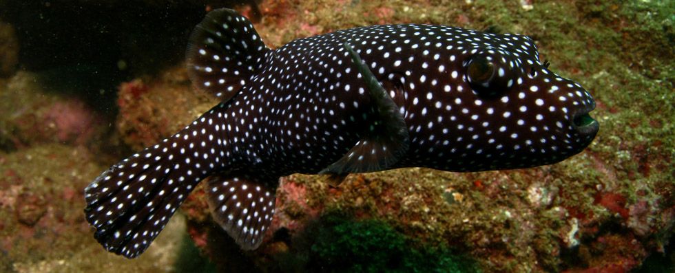 autrimpus.szczytno.pl