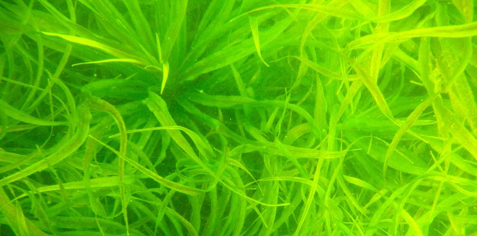 autrimpus.szczytno.pl