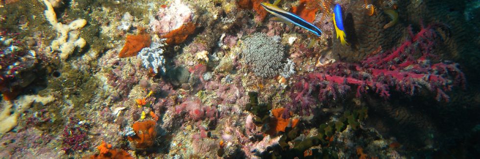 autrimpus.szczytno.pl